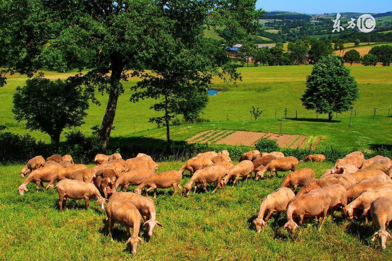 易经说属马和羊有什么说法,属羊和哪个生肖是三合