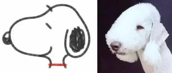 史努比狗是什么狗,史努比是一只什么品种的狗