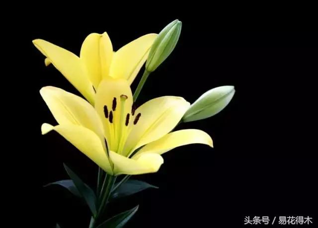 地栽百合花种球会自己繁殖吗,百合花的栽培视频