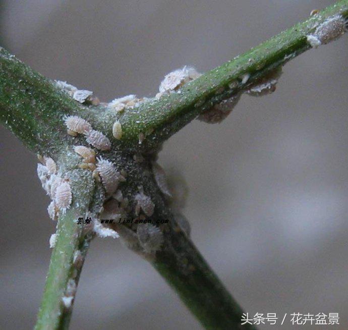 蚧壳虫蚜虫红蜘蛛给什么药,蚜虫红蜘蛛白粉虱用什么药