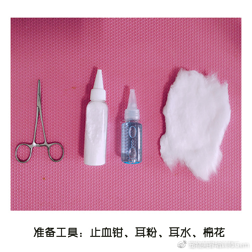 宠物美容小课堂第三堂之清理耳道