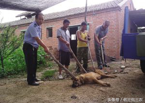 家里的狗突然没了什么寓意,如果自己家的狗不见了怎么办