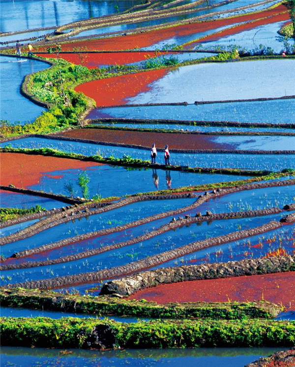 哈尼梯田人与自然和谐,哈尼梯田的生态循环系统