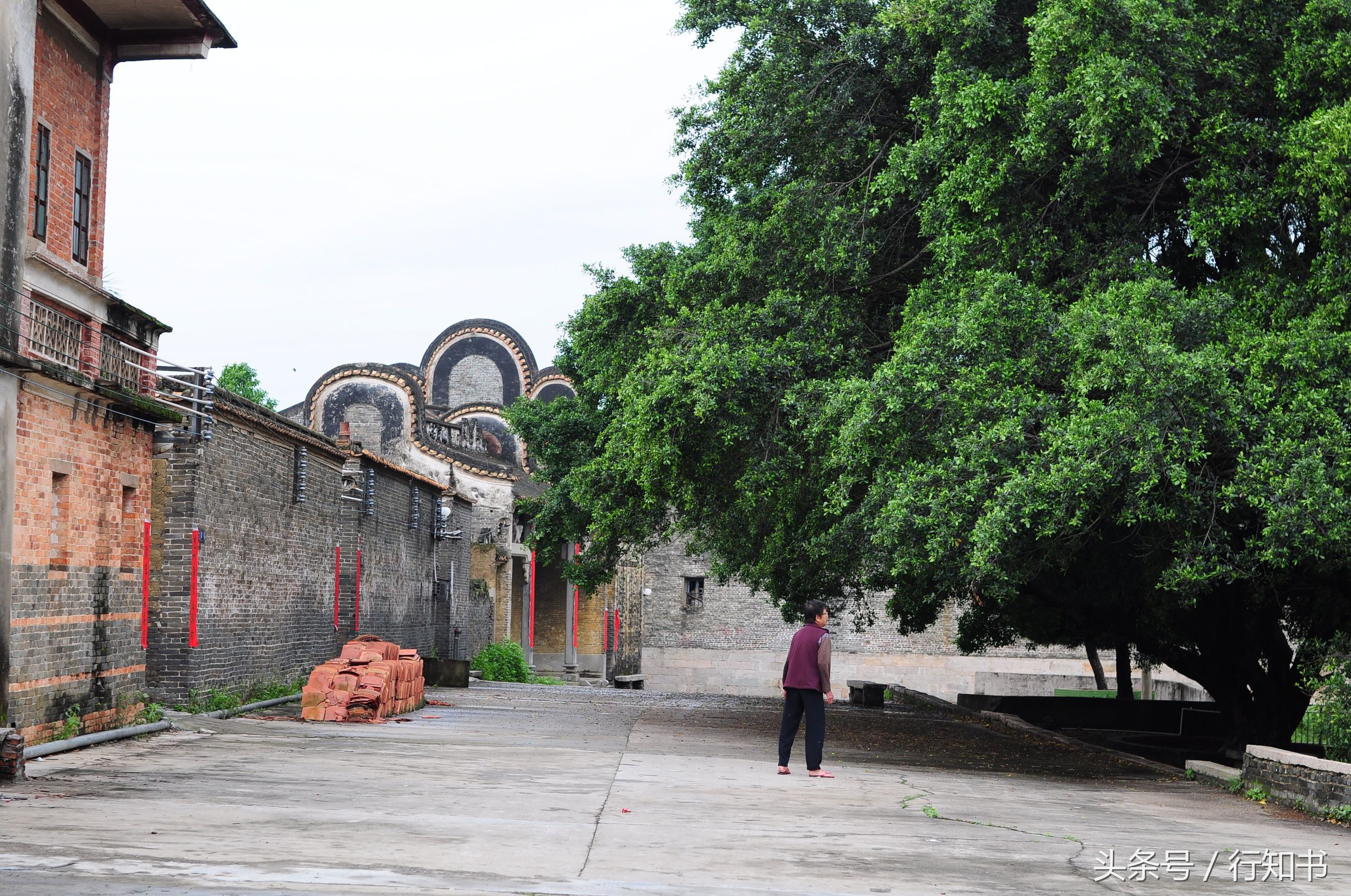 深圳旅游必去十大景点动物园,广州一日游最佳去处动物园