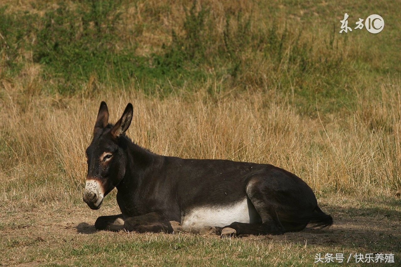 养驴技术大全视频,养驴技术大全阅读