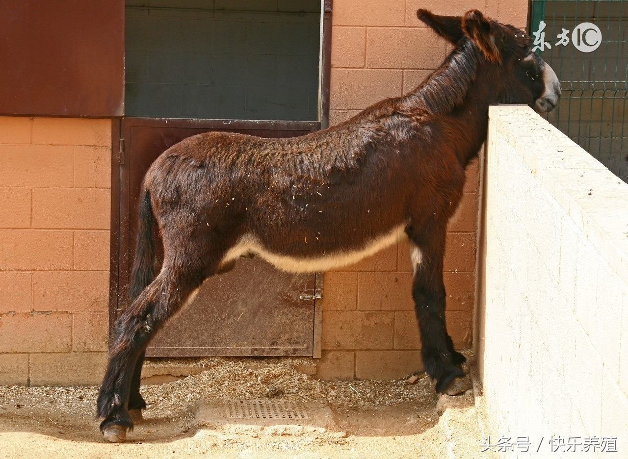 养驴技术大全视频,养驴技术大全阅读