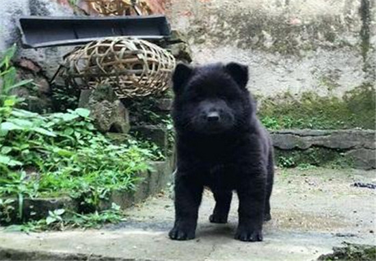 正宗土松狮犬出售,一千块的土松狮