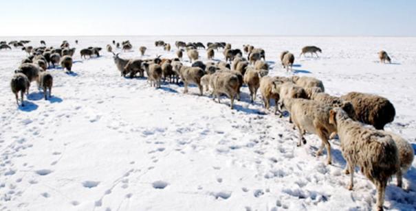 横扫欧亚大陆蒙古骑兵,蒙古骑兵横扫欧亚大陆的过程