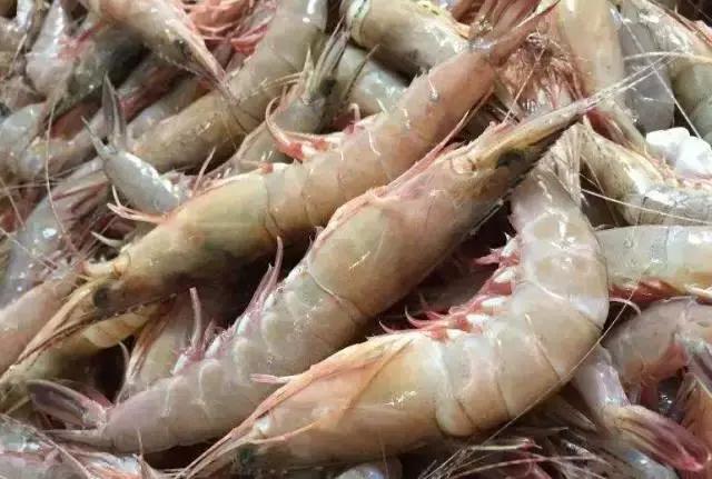 为什么有些地方的海鲜很腥,臻府海鲜怎么做