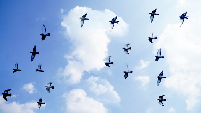 信鸽平时如何预防疾病,大黄治疗信鸽疾病