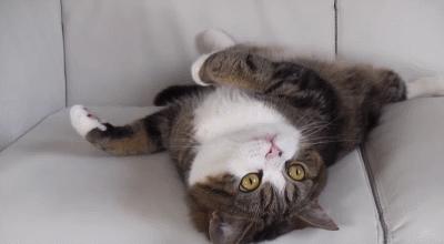 跟猫在一起最好的状态,和猫一起度过的日常生活