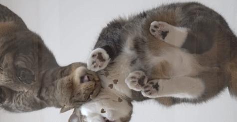 跟猫在一起最好的状态,和猫一起度过的日常生活