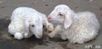 羊拉肚子偏方大全,羊腹泻用什么药效果最快