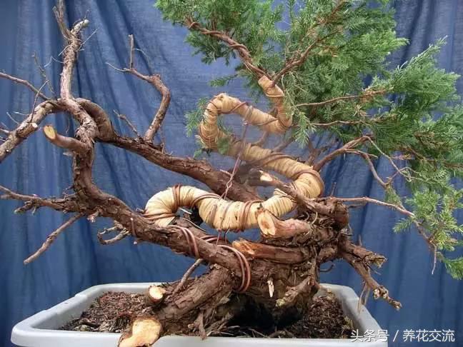 石榴盆景整形修剪时间,赤楠盆景整形修剪方法图解