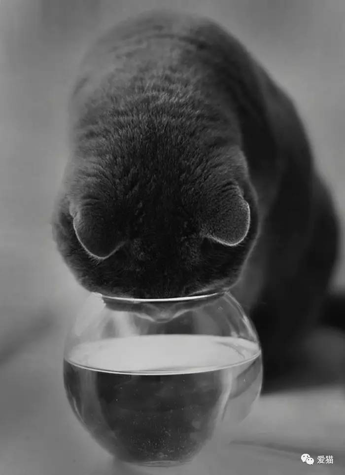 “猫是有灵性的”这句话,你相信吗?