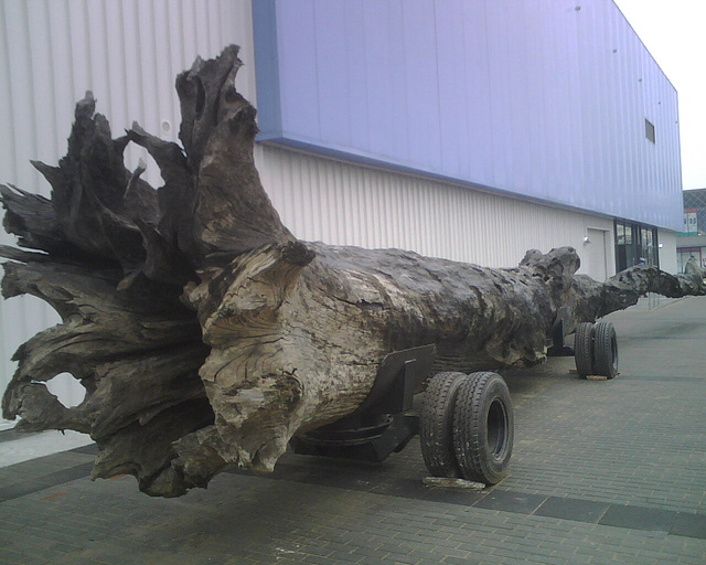 我还要活着的图片,我要为自己好好的活着