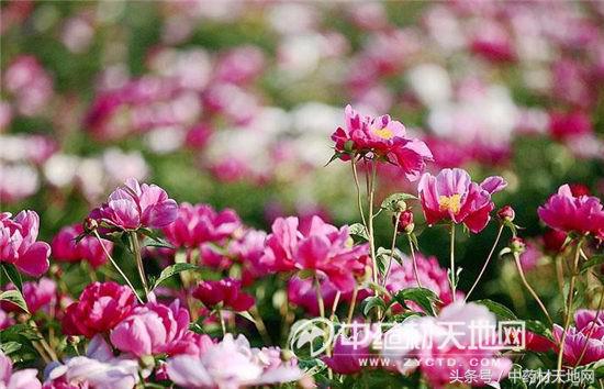 白芍种植山西,一亩地种植多少白芍苗子