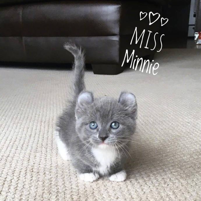 带来幸运的招财小黑猫,一只可以带来好运的猫