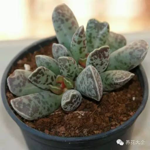 圆滚滚会出血斑的多肉 (十大超可爱的多肉)