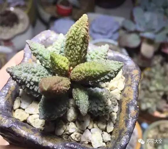 圆滚滚会出血斑的多肉 (十大超可爱的多肉)