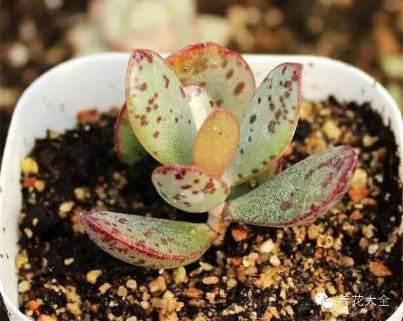 圆滚滚会出血斑的多肉 (十大超可爱的多肉)