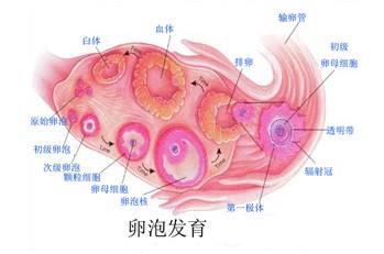 卵泡太成熟对怀孕有影响吗,卵泡大小影响受孕率吗