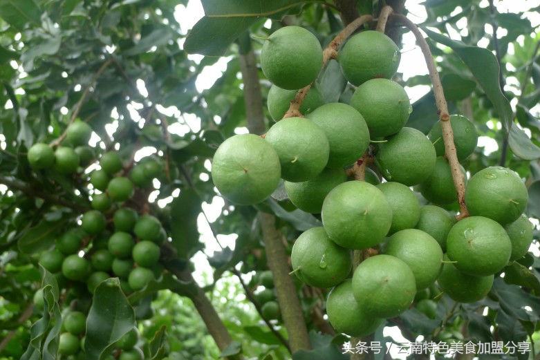 见识一下生长在夏威夷的“干果皇后”的真容吧