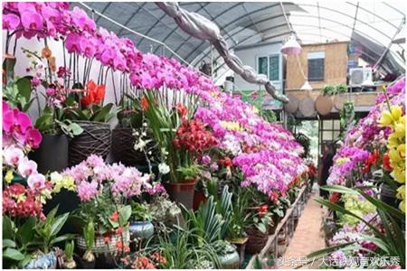 厦门花卉市场价格官网,厦门花卉批发市场