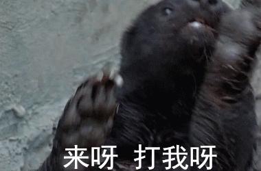 非洲平头哥蜜獾——非洲草原开挂一样的存在