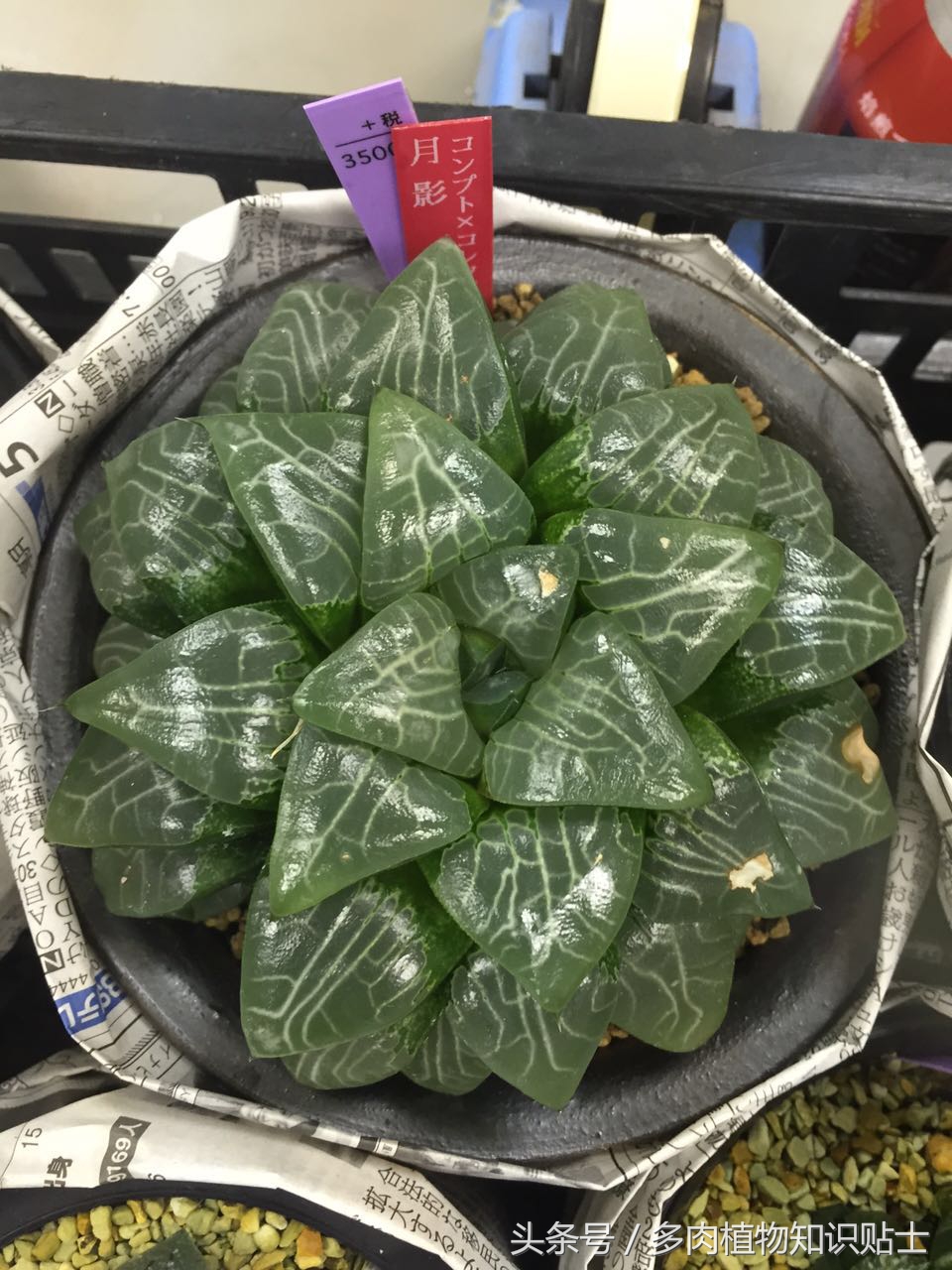 日本十二卷属购买指南，一起去见识下岛国的多肉植物