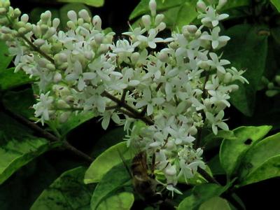 街上常见树木介绍,路边常见观赏树