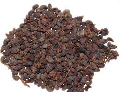 街上常见树木介绍,路边常见观赏树