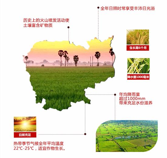 柬埔寨茉莉香米,柬埔寨香米价格5kg真空包装多少钱