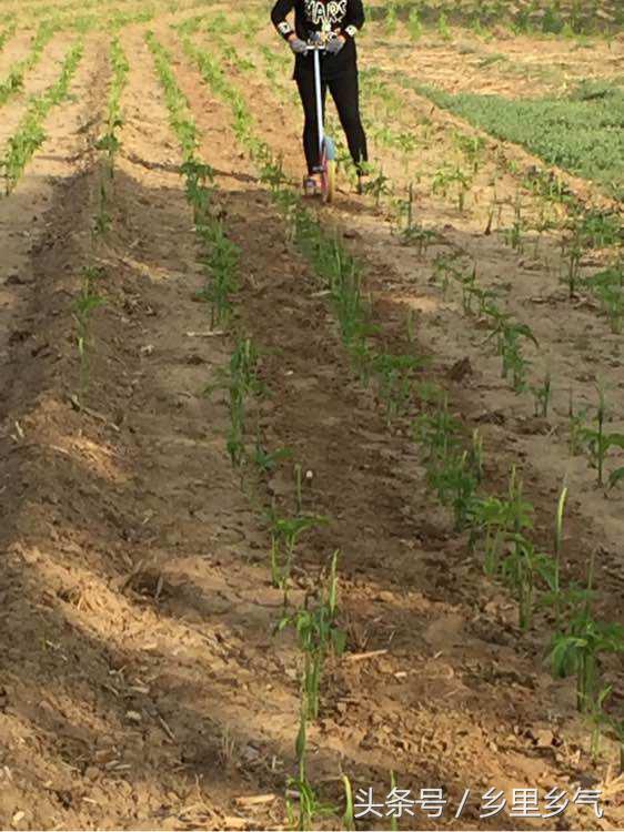 农村种植致富都有哪些好项目,农村种植致富的20个项目排行榜