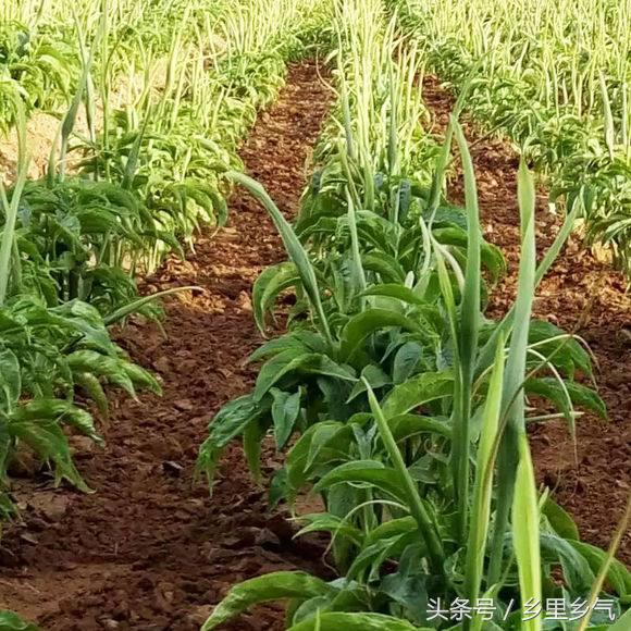 农村种植致富都有哪些好项目,农村种植致富的20个项目排行榜