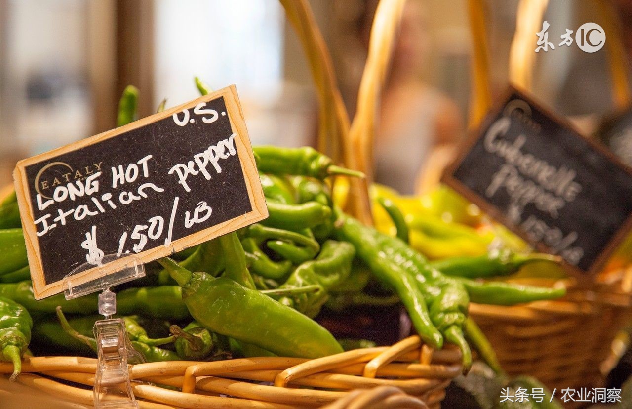 大面积种植辣椒能赚钱吗,种植辣椒一年挣多少钱