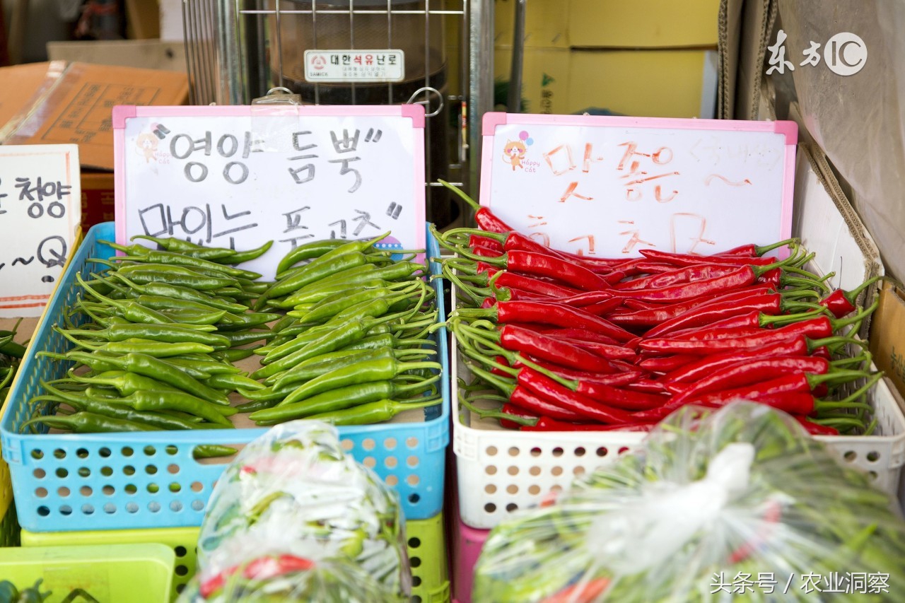大面积种植辣椒能赚钱吗,种植辣椒一年挣多少钱