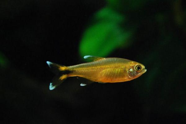 灯鱼适合的造景,灯鱼最简单的造景