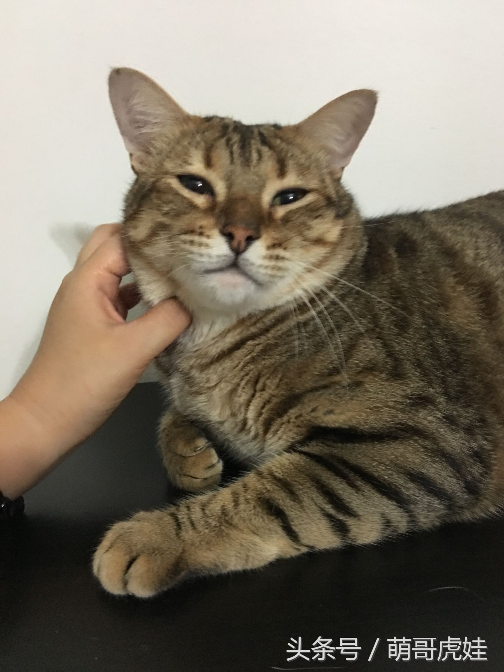 小猫胖胖的不爱动,小猫很胖但是脸却不圆