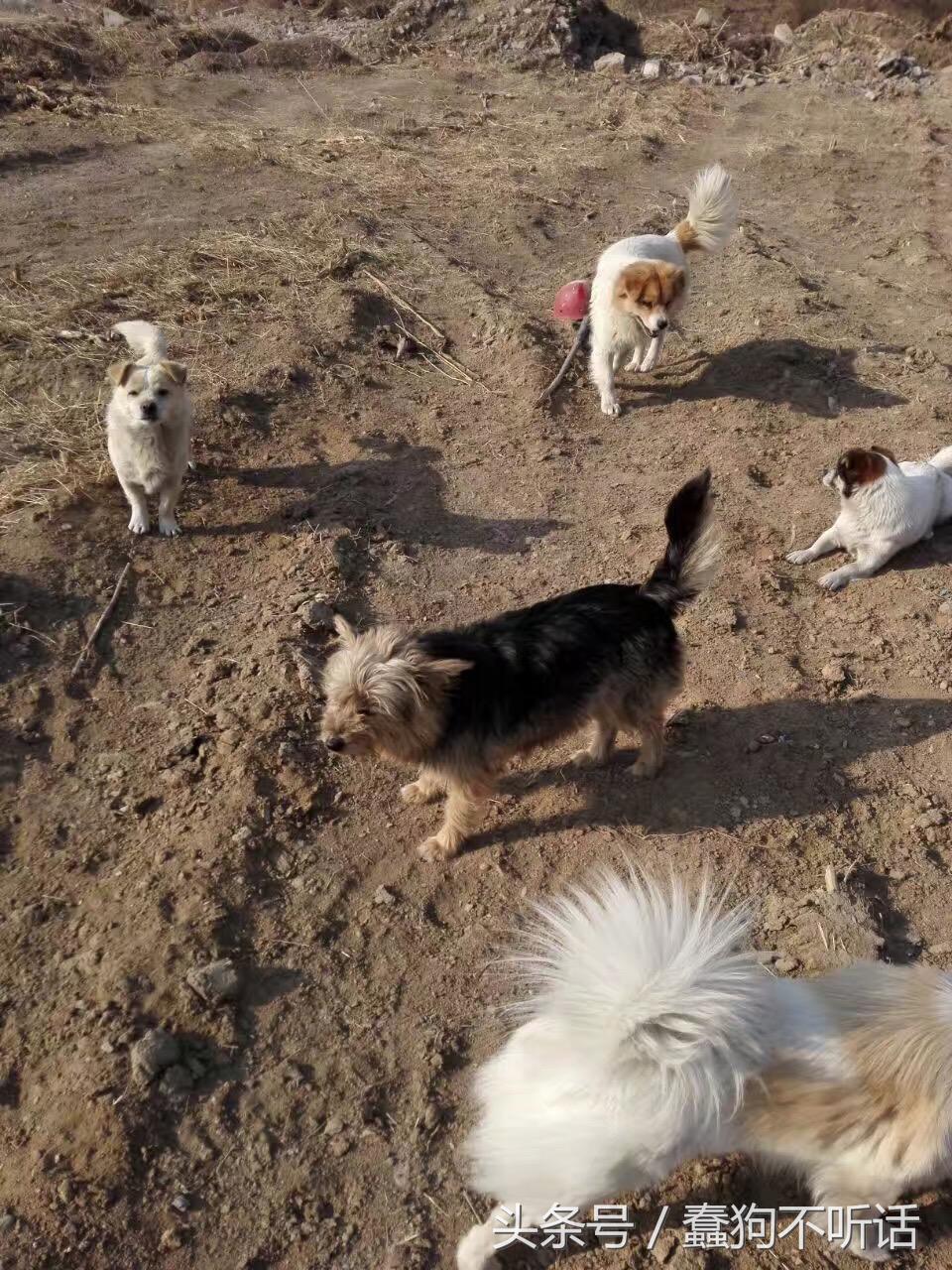 流浪狗自述真实故事,养一只流浪狗的自述