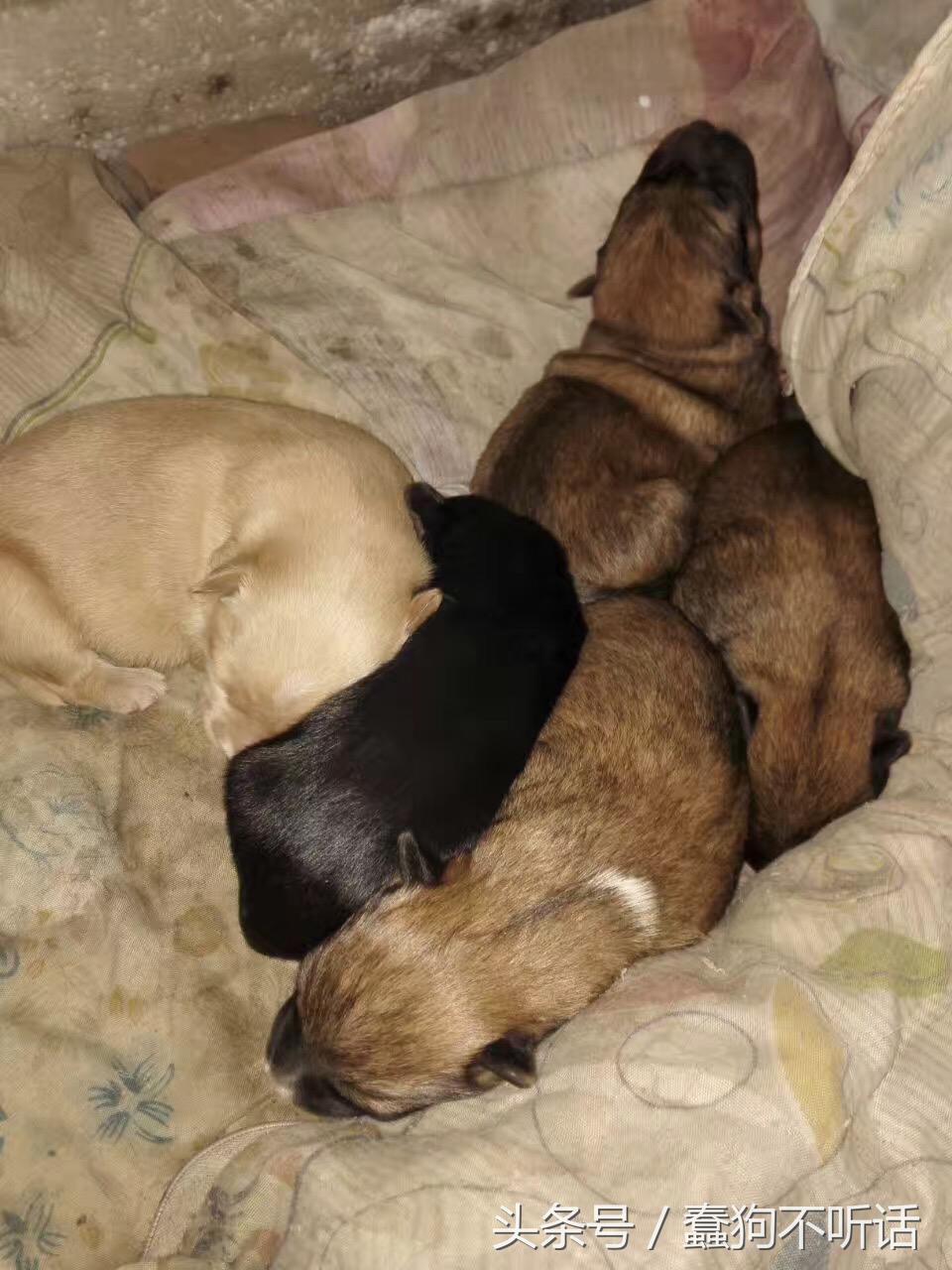 流浪狗自述真实故事,养一只流浪狗的自述