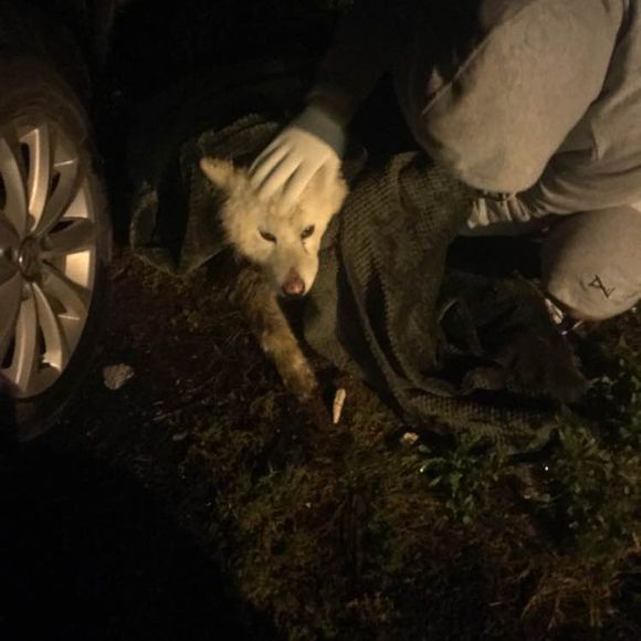 萨摩耶走丢了路边哭了两个小时,被主人遗弃的萨摩耶后续