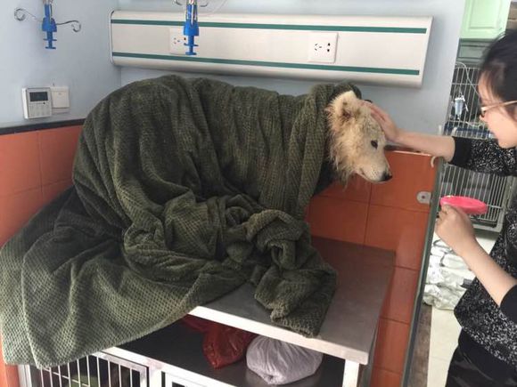 萨摩耶走丢了路边哭了两个小时,被主人遗弃的萨摩耶后续