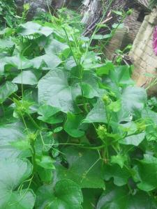 每一种菜都是纯天然的绿色蔬菜,这才是真正的纯天然无公害蔬菜