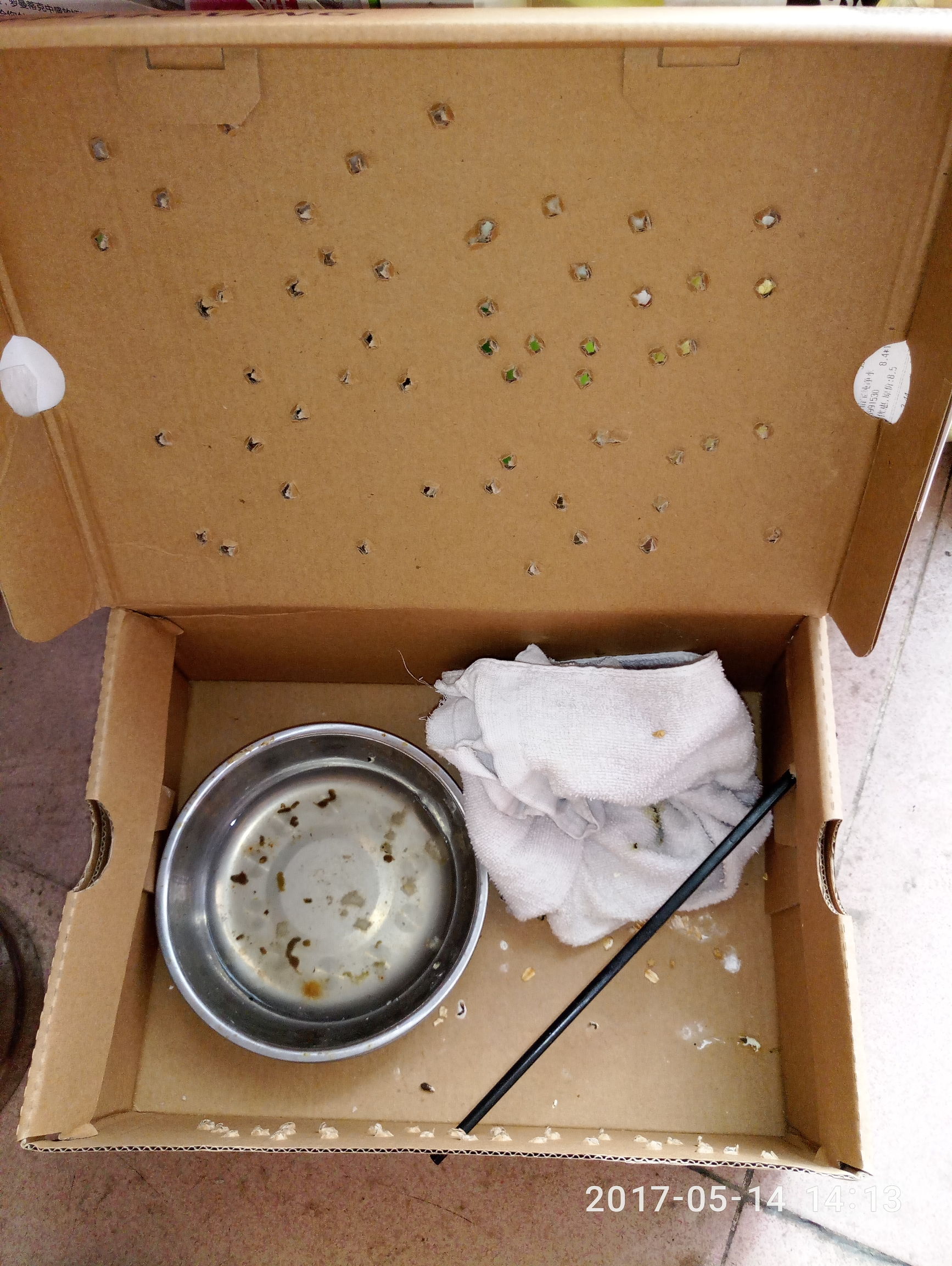 捡到一只小鸟怎么才能活下来,捡到一只小鸟怎么照顾