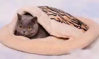 宠物在床上拉屎怎么清理,宠物粪便干在地板上怎么办