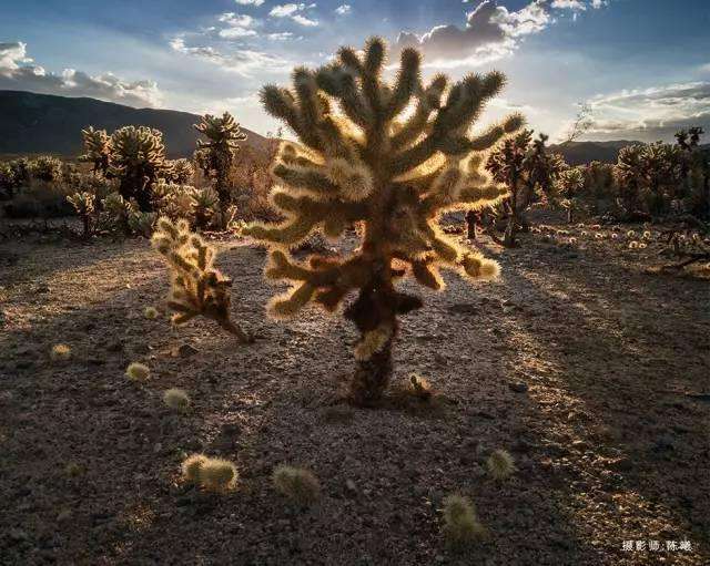 国产双摄像头手机排行,最新款大摄像头手机推荐