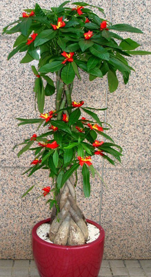 发财树在家怎么摆放才会真的发财,发财树长得这么好为什么不发财