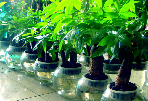 发财树在家怎么摆放才会真的发财,发财树长得这么好为什么不发财