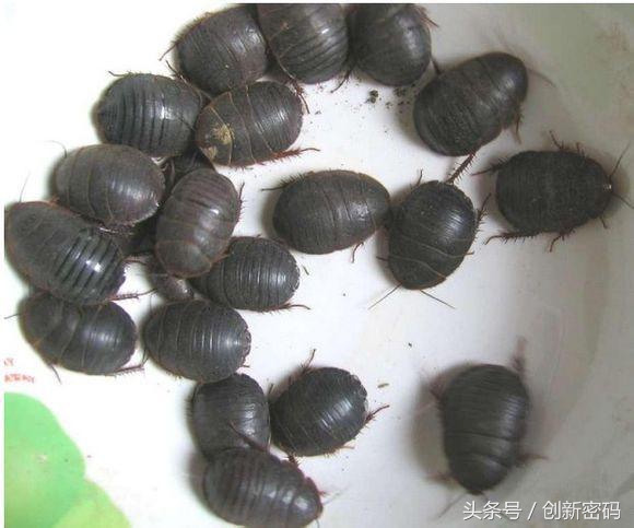 云南人站在食物链的顶端,死也不吃的食物